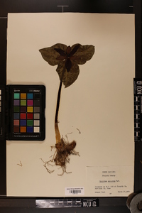 Trillium cuneatum image