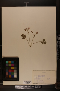 Oxalis violacea image