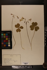 Oxalis violacea image