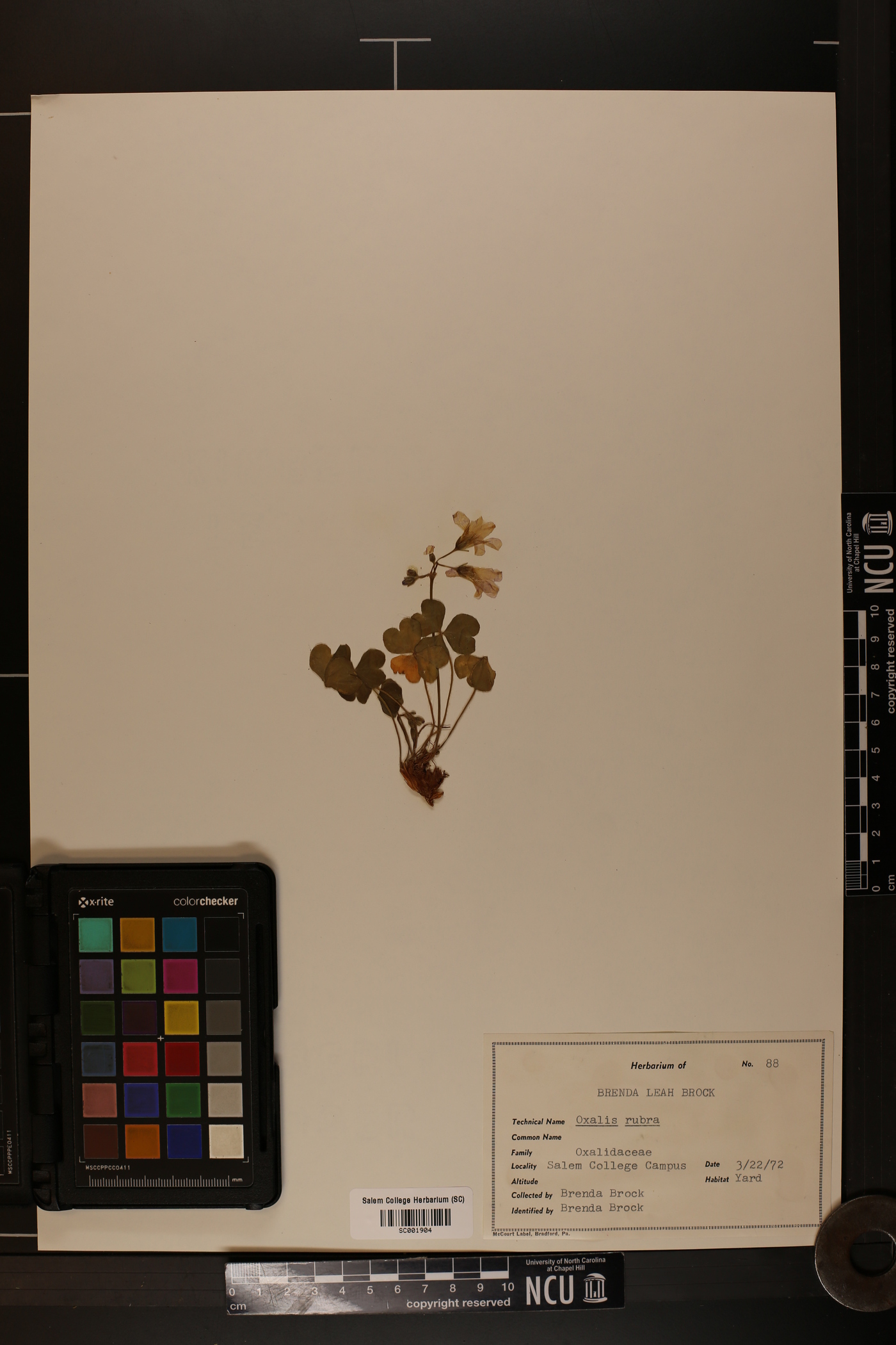 Oxalis rubra image