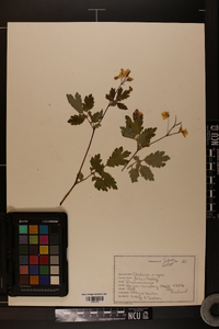 Chelidonium majus image