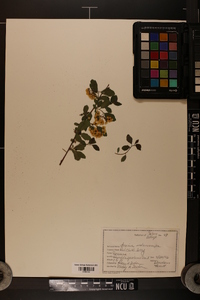 Aronia melanocarpa image