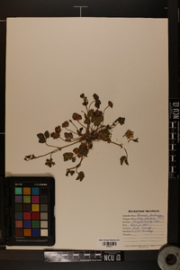 Potentilla indica image