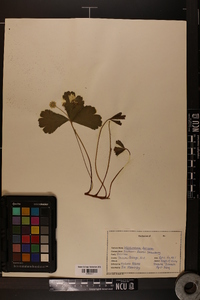 Waldsteinia doniana image
