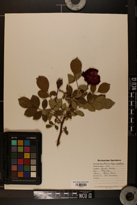 Rosa multiflora image