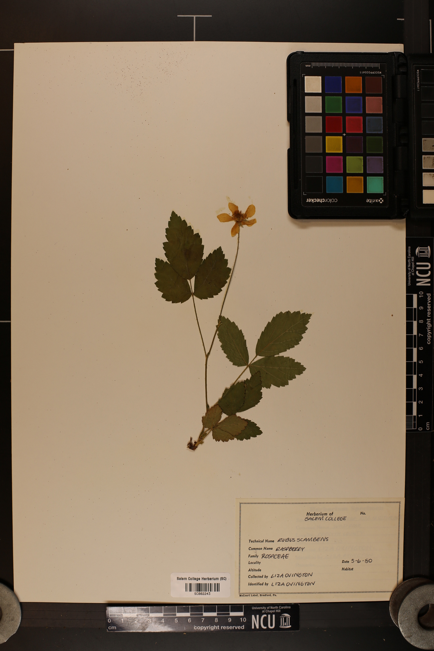 Rubus scambens image