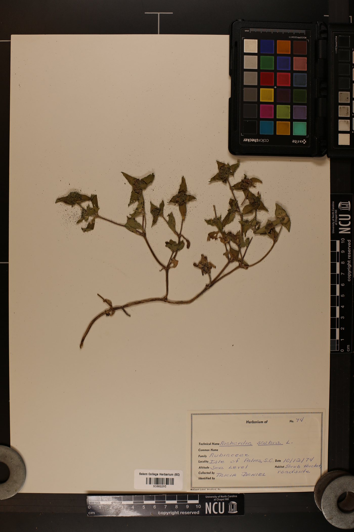 Richardsonia image