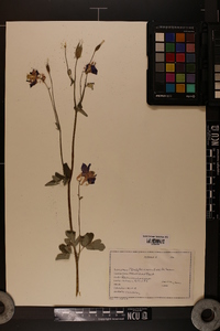 Delphinium exaltatum image