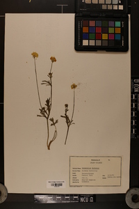 Ranunculus bulbosus image