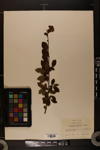 Crataegus uniflora image