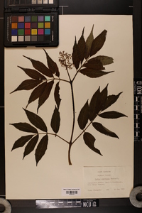 Sorbus americana image