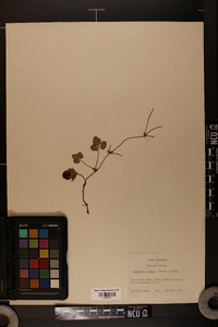 Potentilla indica image