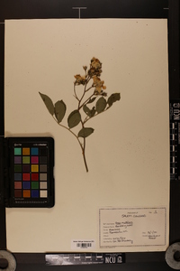 Rosa multiflora image