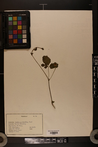 Waldsteinia parviflora image