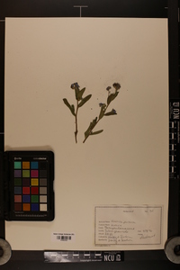 Veronica persica image