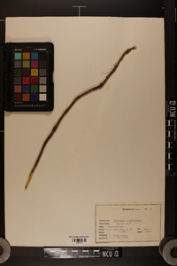 Xanthorhiza simplicissima image