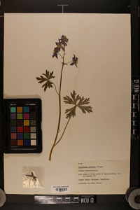 Delphinium tricorne image