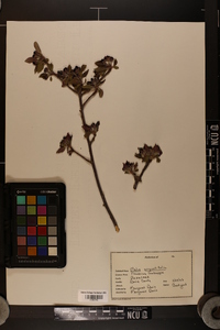 Malus angustifolia image