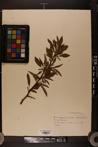 Prunus angustifolia image