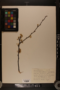 Prunus angustifolia image