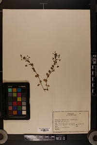 Veronica persica image