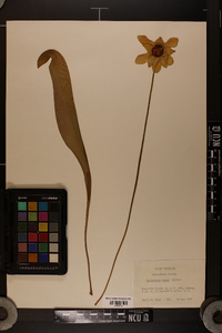 Sarracenia minor image