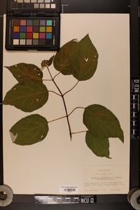 Hydrangea arborescens subsp. radiata image