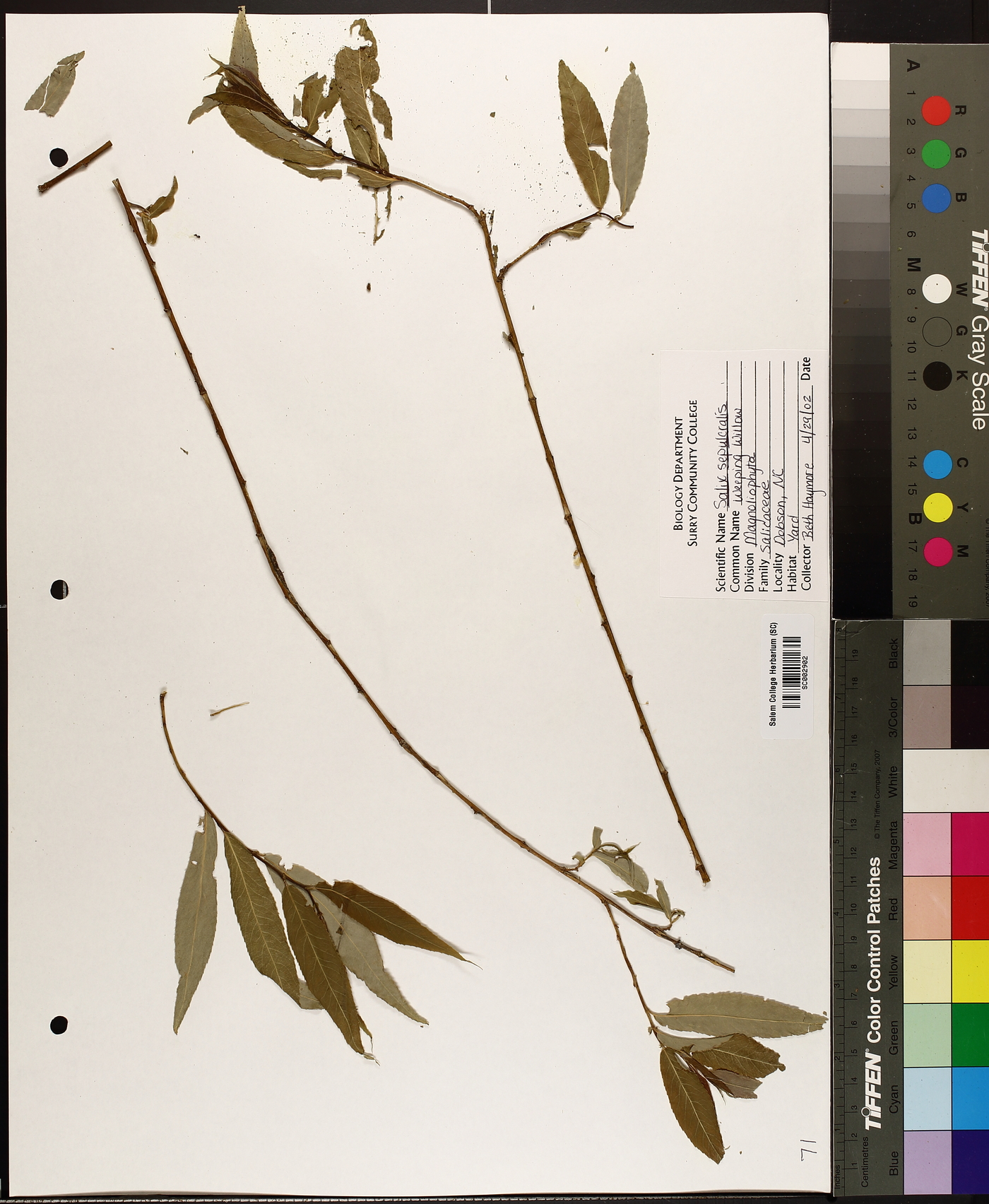 Salix x salamonii image