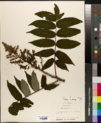 Rhus typhina image