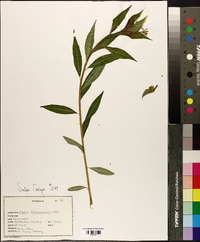 Amsonia tabernaemontana image