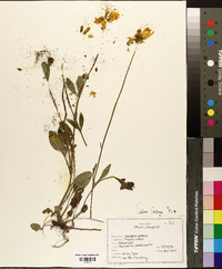 Coreopsis pubescens image