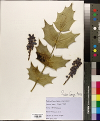 Berberis canadensis image