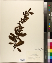 Berberis canadensis image