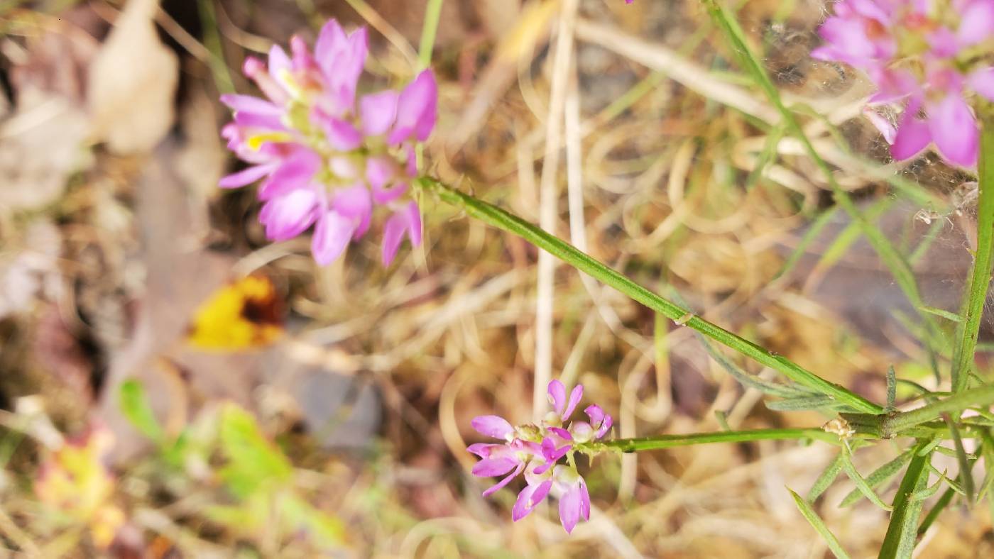 Polygala curtissii image