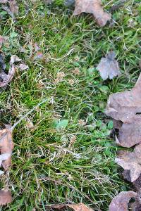 Juncus repens image