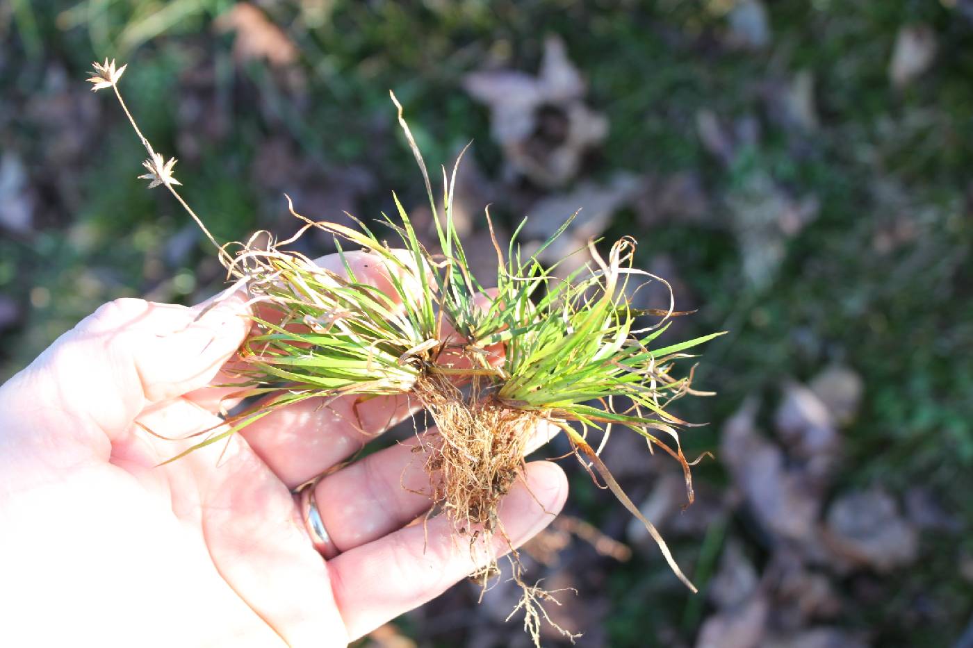 Juncus repens image