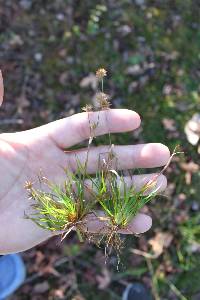 Juncus repens image