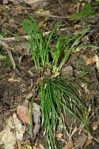 Carex pedunculata image