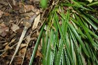 Carex pedunculata image