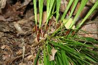 Carex pedunculata image