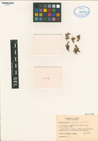 Barbosella orbicularis image