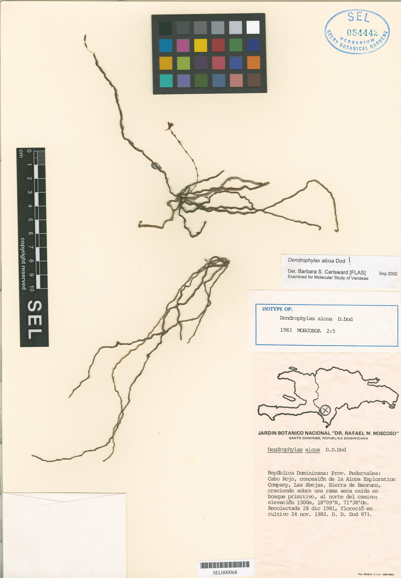 Dendrophylax alcoa image