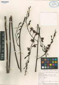 Encyclia caicensis image