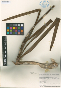 Encyclia caicensis image