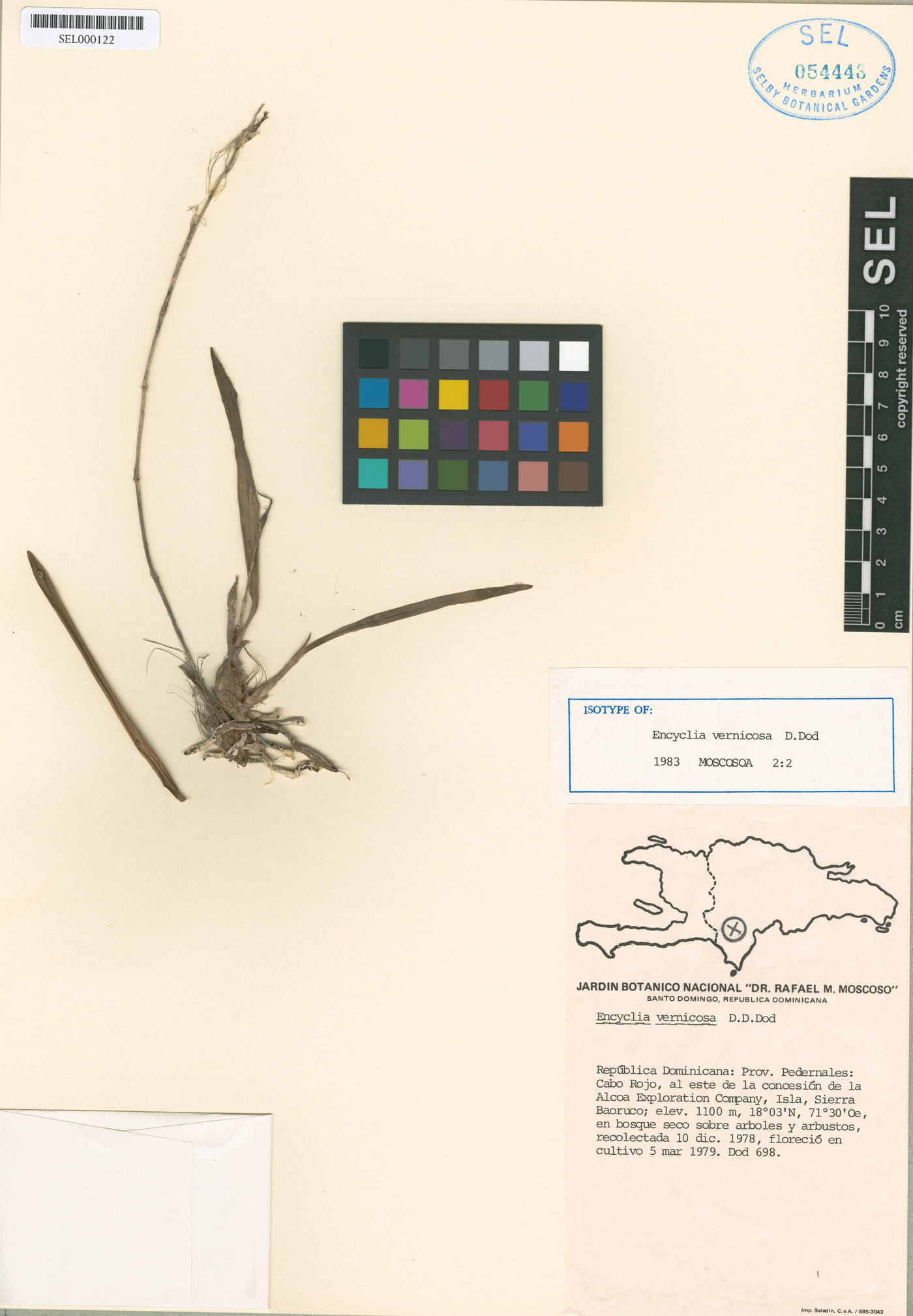 Psychilis vernicosa image