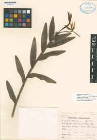 Epidendrum espiritu-santense image
