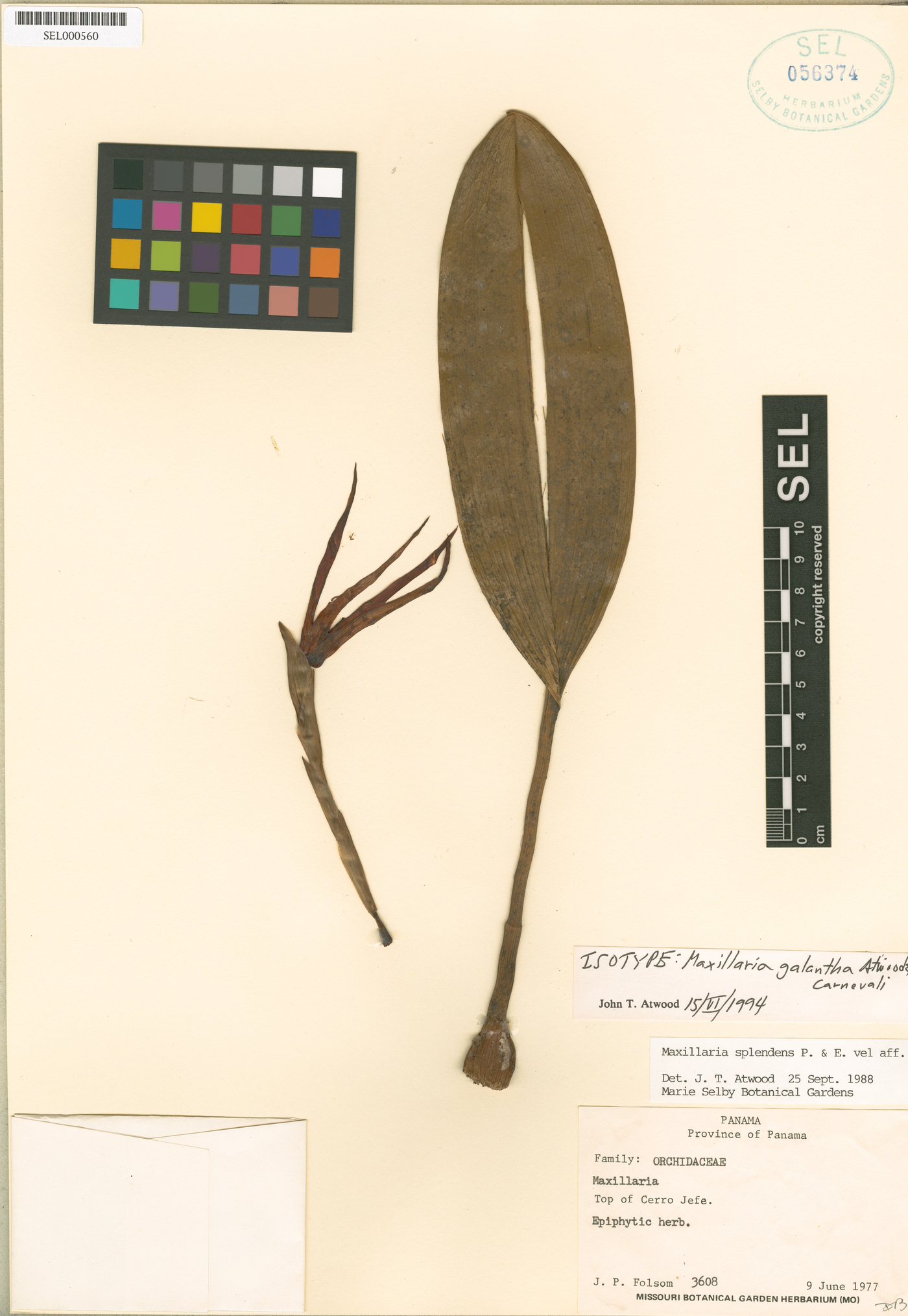 Maxillaria galantha image