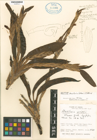 Maxillaria lutheri image