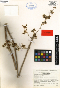 Oncidium tenuipes image