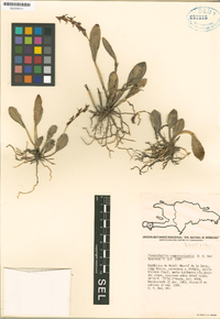 Acianthera compressicaulis image